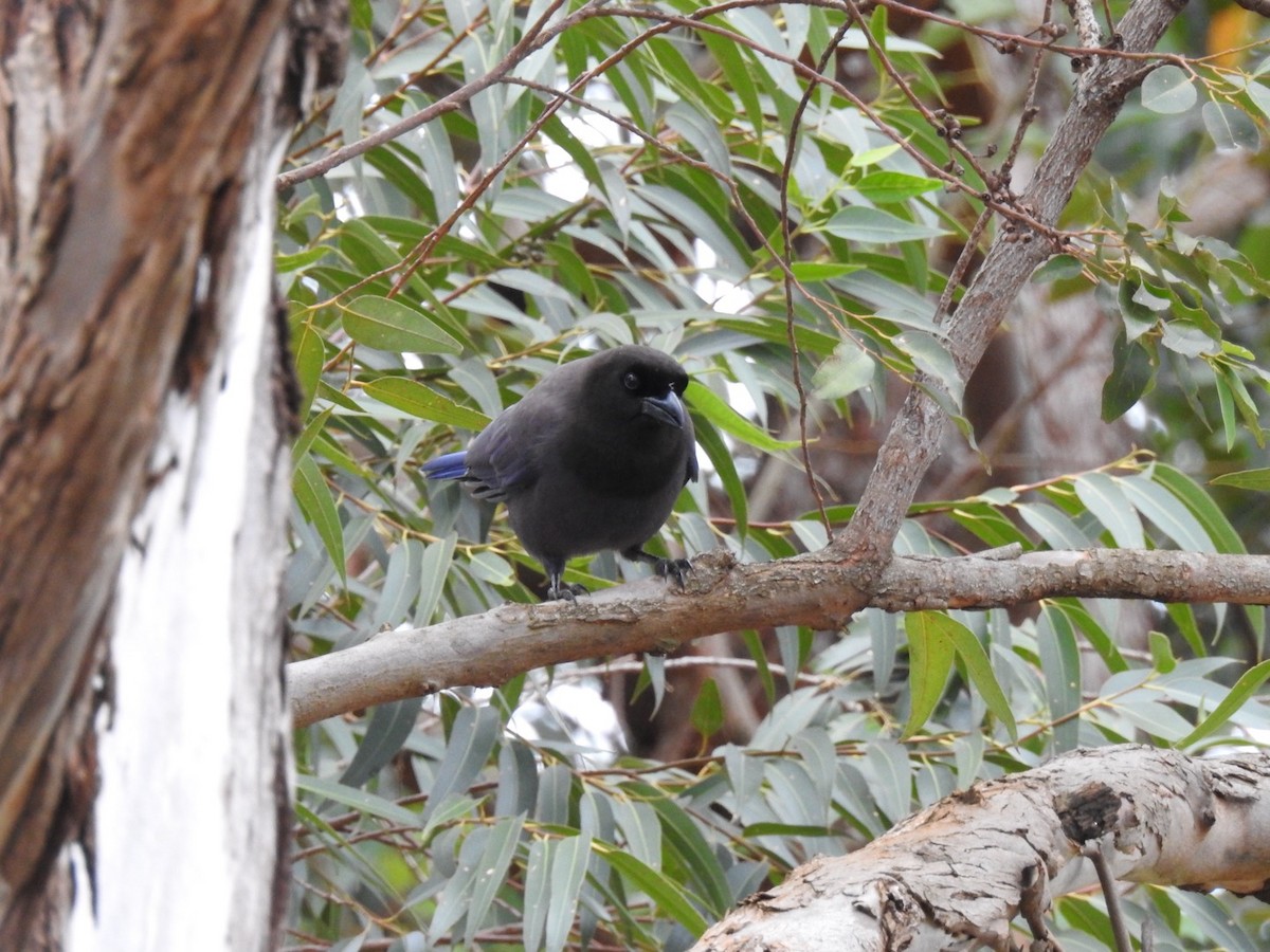 Purplish Jay - Leonardo Bordin