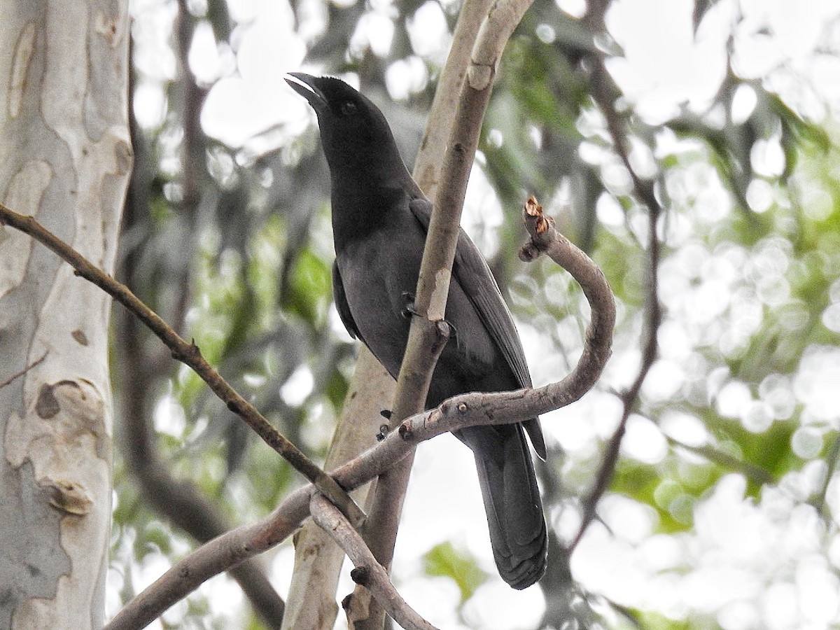 Purplish Jay - Leonardo Bordin