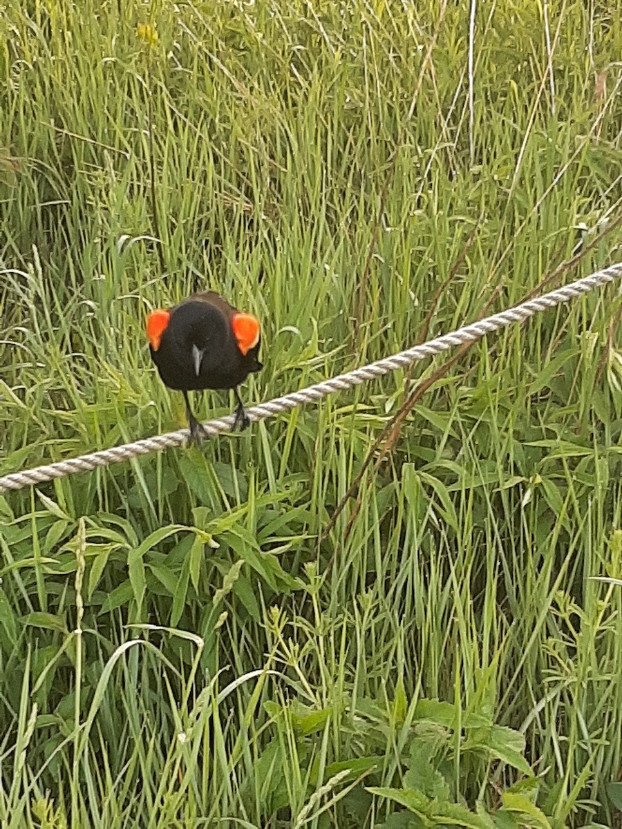 Red-winged Blackbird - Hazem Alkhan