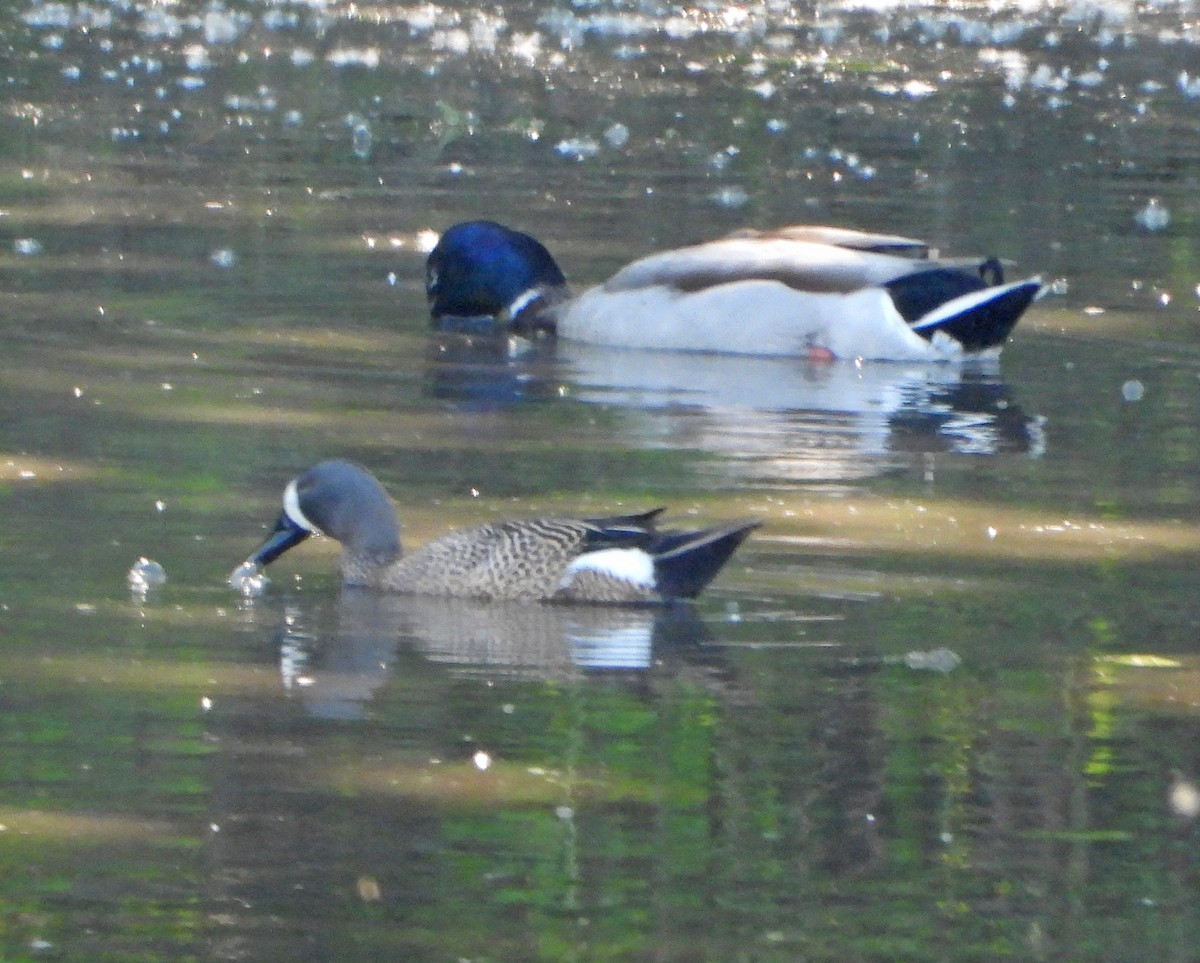 Blue-winged Teal - Martin Berg