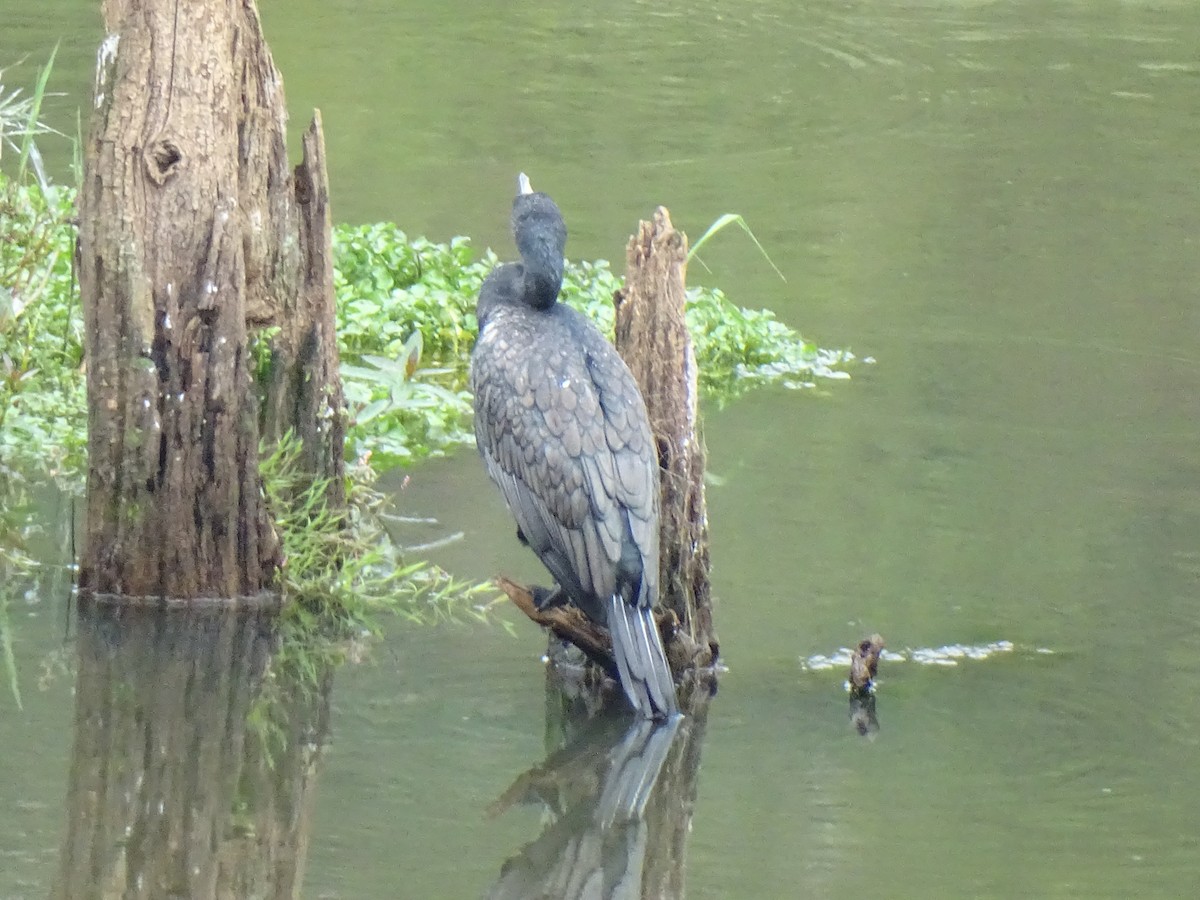 Great Cormorant - Ali Hyder