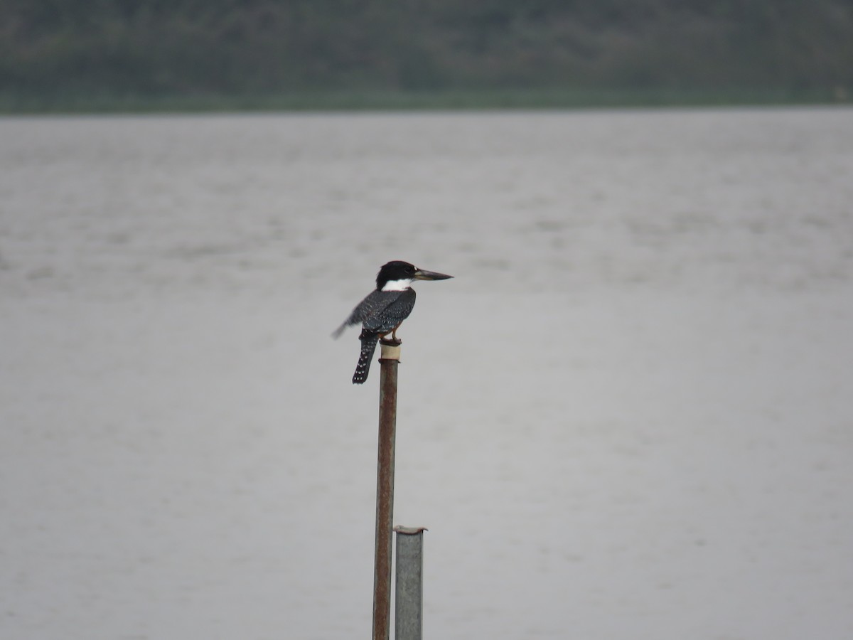 Ringed Kingfisher - Sam Holcomb