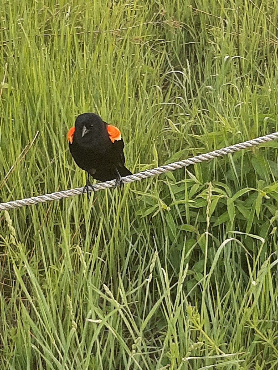Red-winged Blackbird - ML619620961