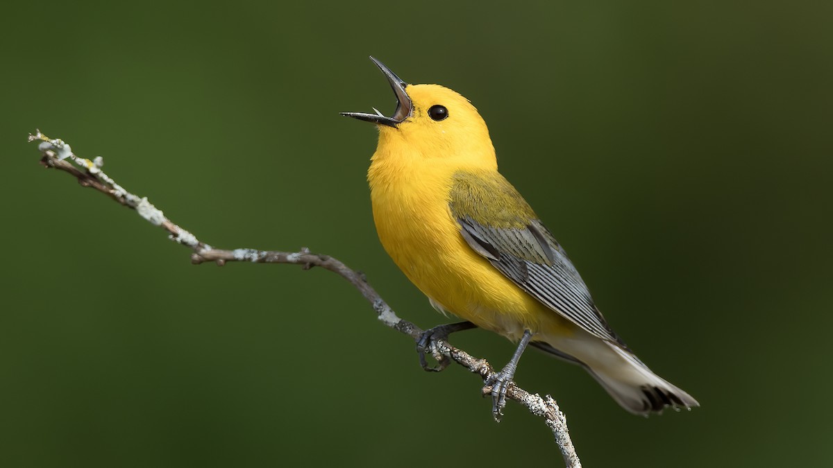 Prothonotary Warbler - ML619620964