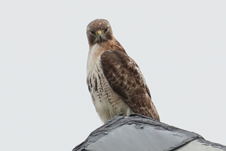Red-tailed Hawk - ML619620966