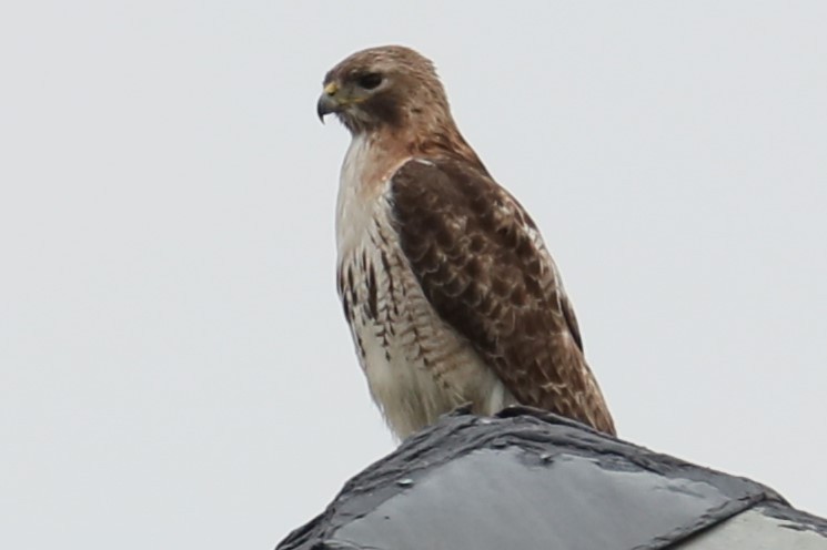 Red-tailed Hawk - ML619620970