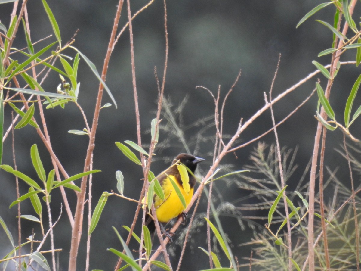 Yellow-rumped Marshbird - ML619620972