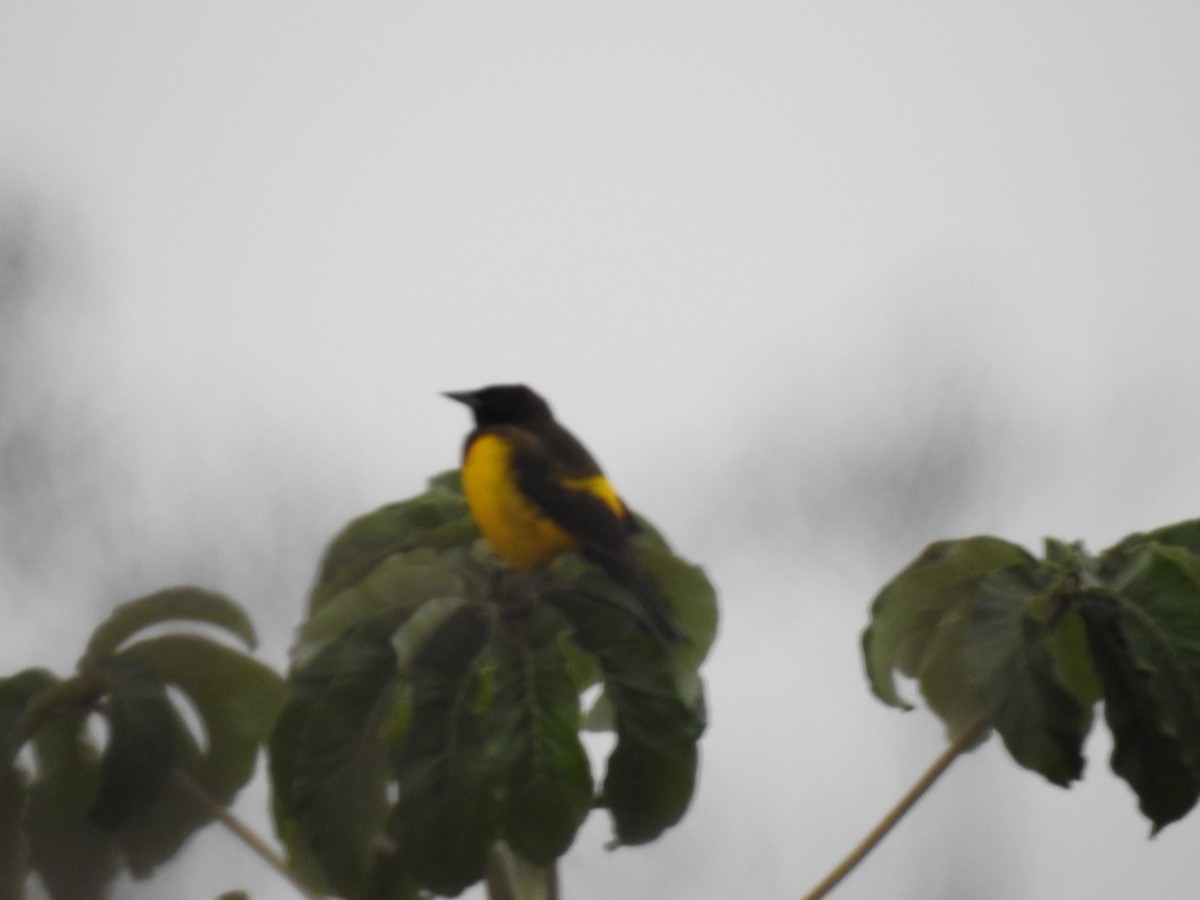 Yellow-rumped Marshbird - ML619620973
