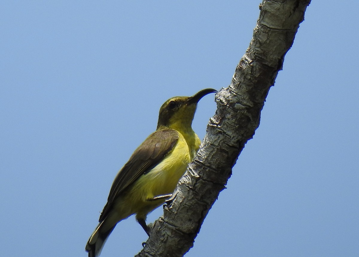 Ornate Sunbird - Prabhudatta Bal