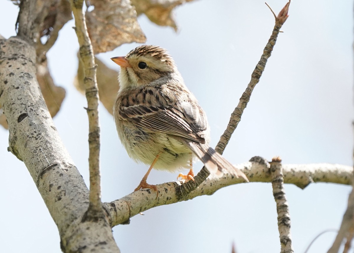 Clay-colored Sparrow - ML619620984