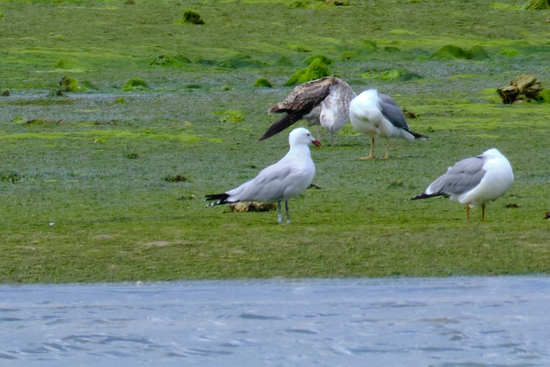 Audouin's Gull - ML619620987