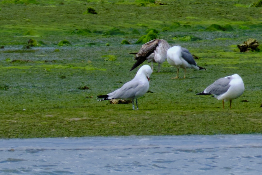 Audouin's Gull - Bernardo Montoya