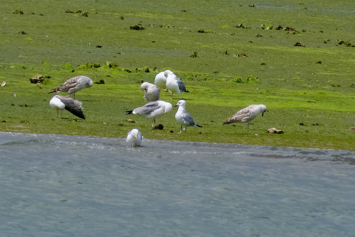 Gaviota de Audouin - ML619620990