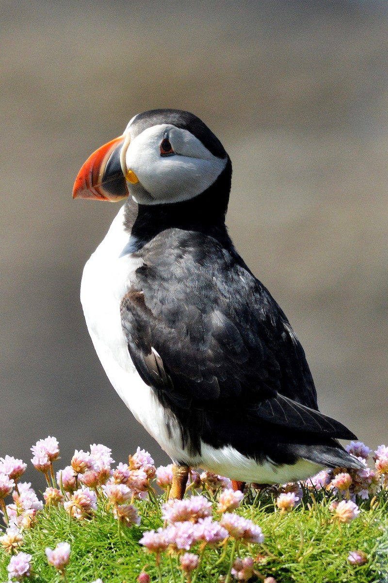 Atlantic Puffin - Ross Doughty