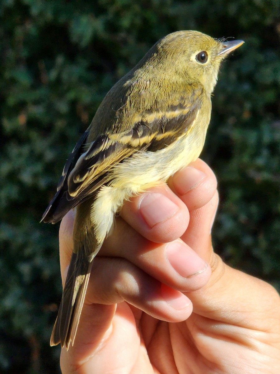 Western Flycatcher - Nancy Cox