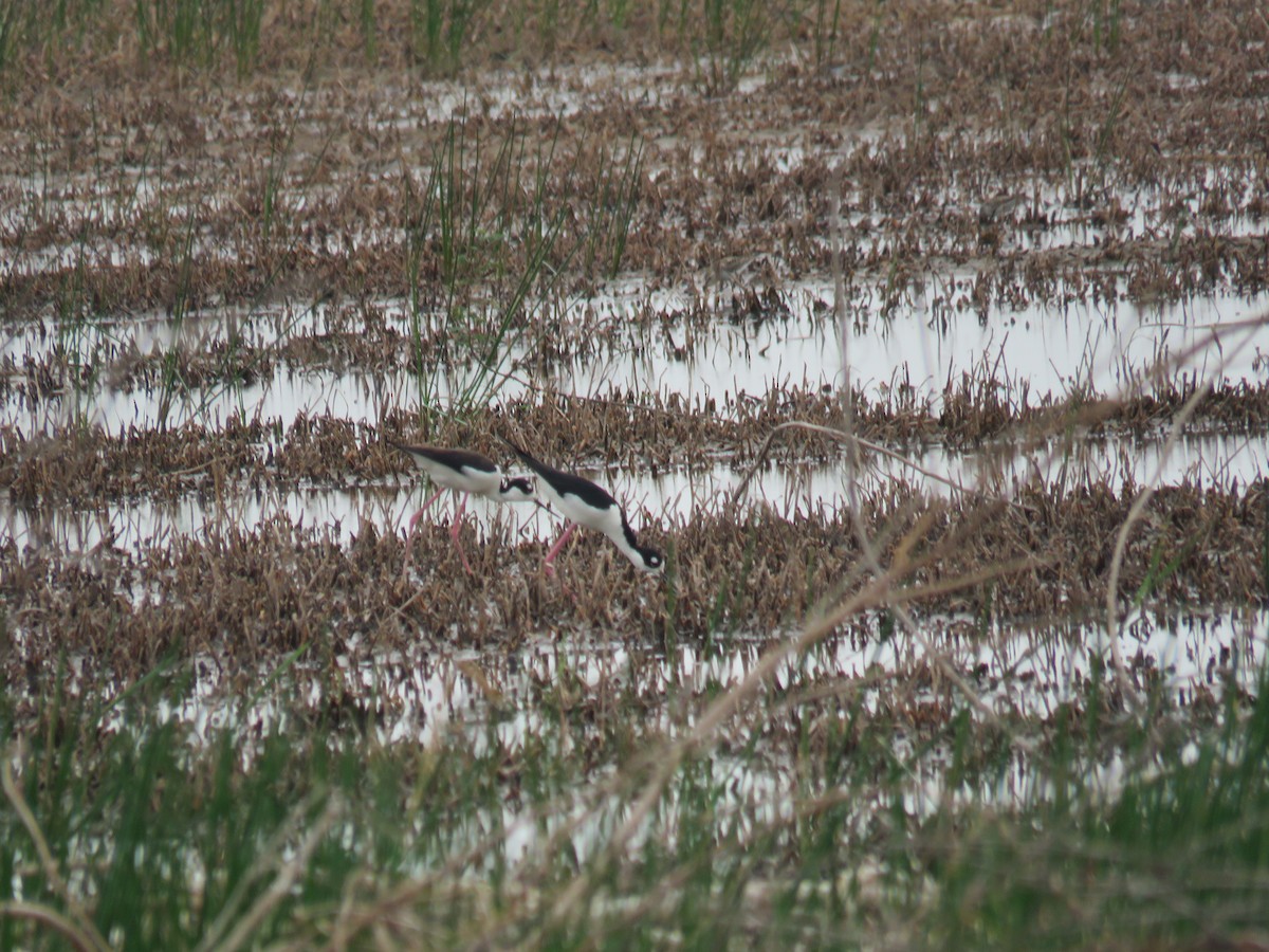 Black-necked Stilt - Sam Holcomb