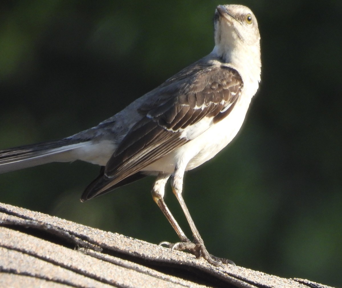 Northern Mockingbird - pamela graber