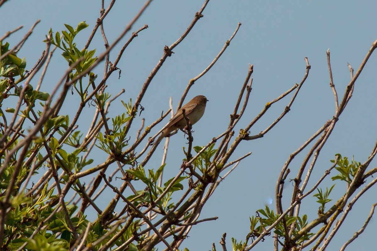 Sedge Warbler - Jock Hughes