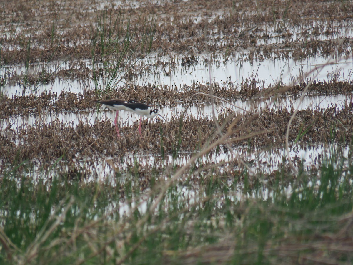 Black-necked Stilt - Sam Holcomb