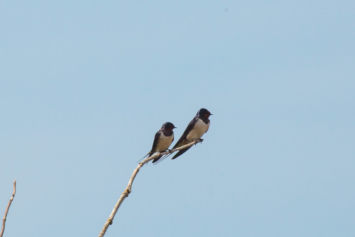 Barn Swallow - Jock Hughes