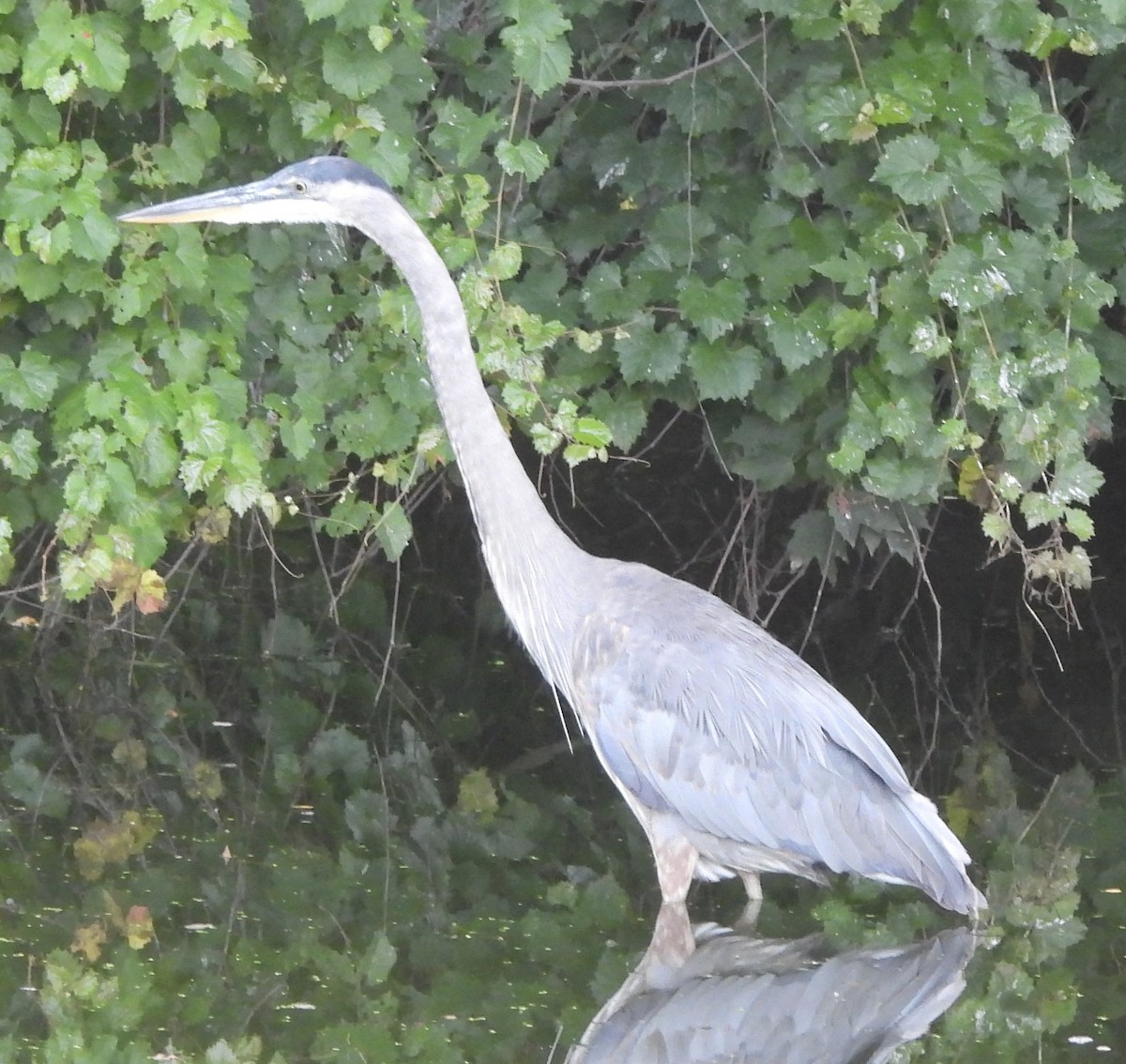 Great Blue Heron - pamela graber