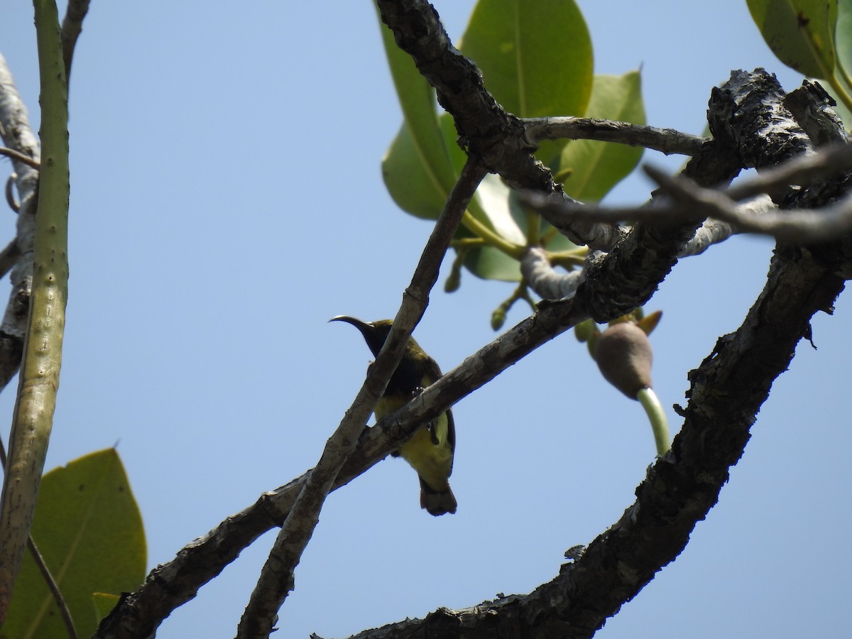 Ornate Sunbird - Prabhudatta Bal