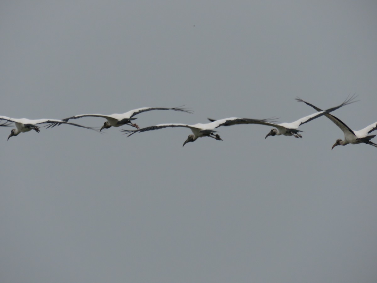 Wood Stork - ML619621031