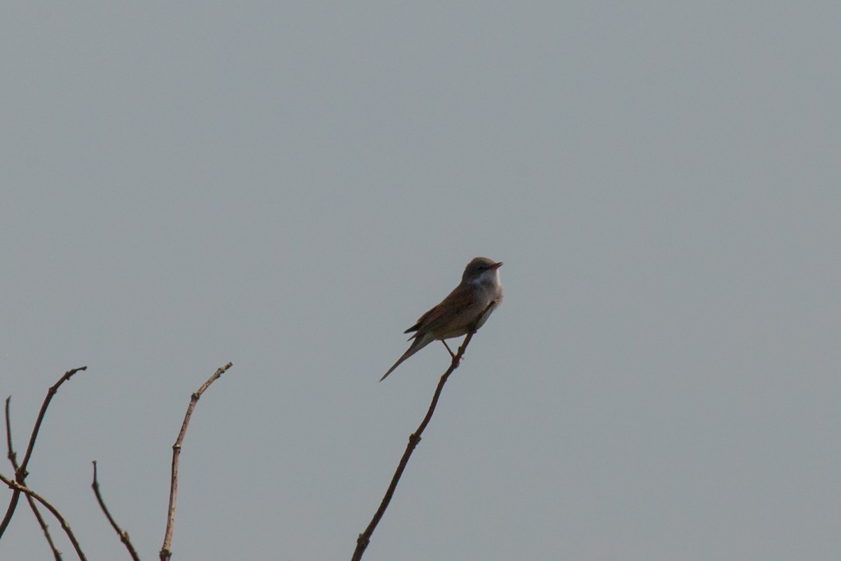 Greater Whitethroat - ML619621032