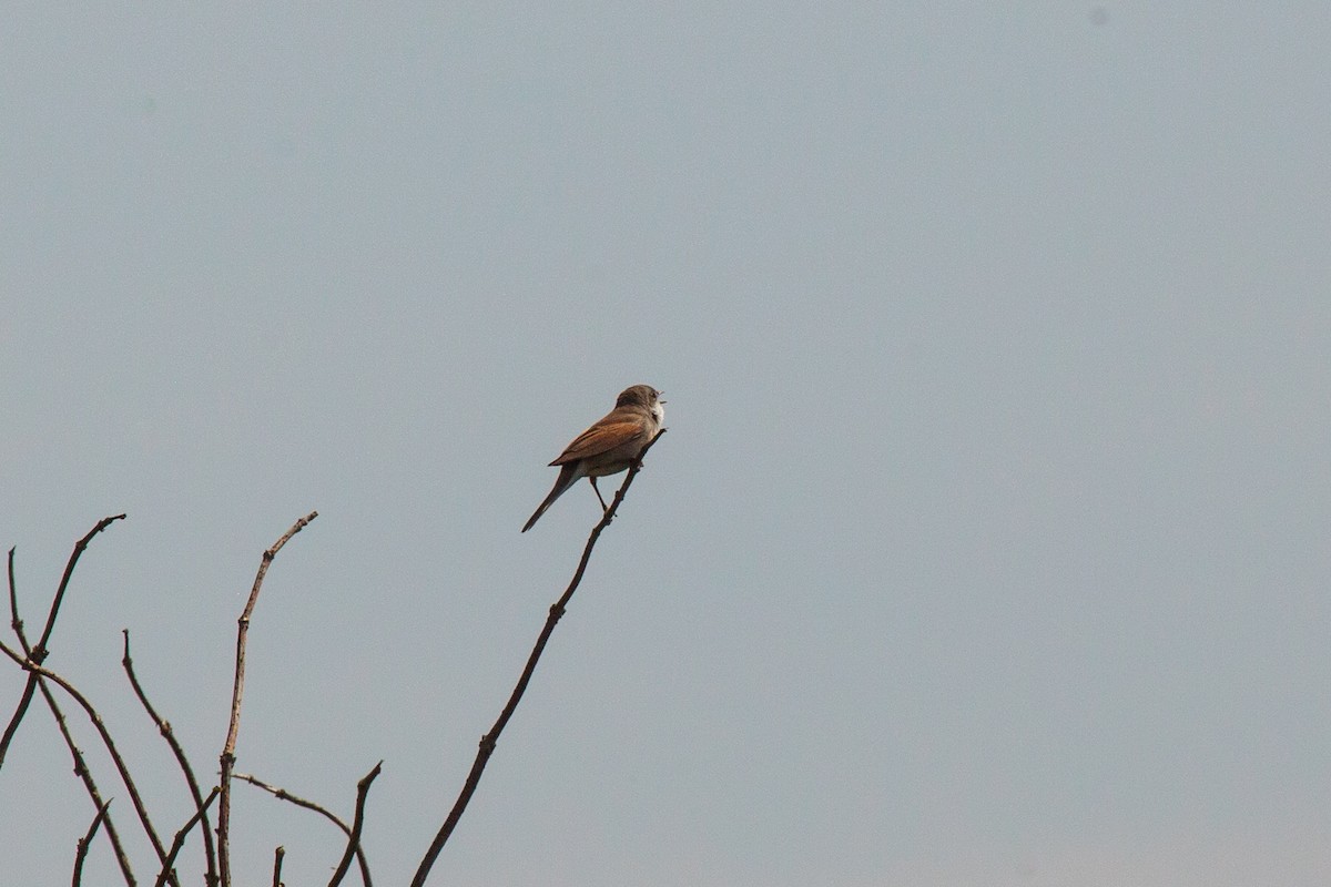 Greater Whitethroat - Jock Hughes