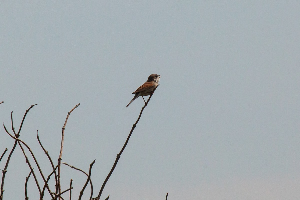 Greater Whitethroat - Jock Hughes