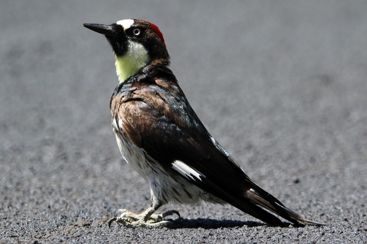 Acorn Woodpecker - ML619621041