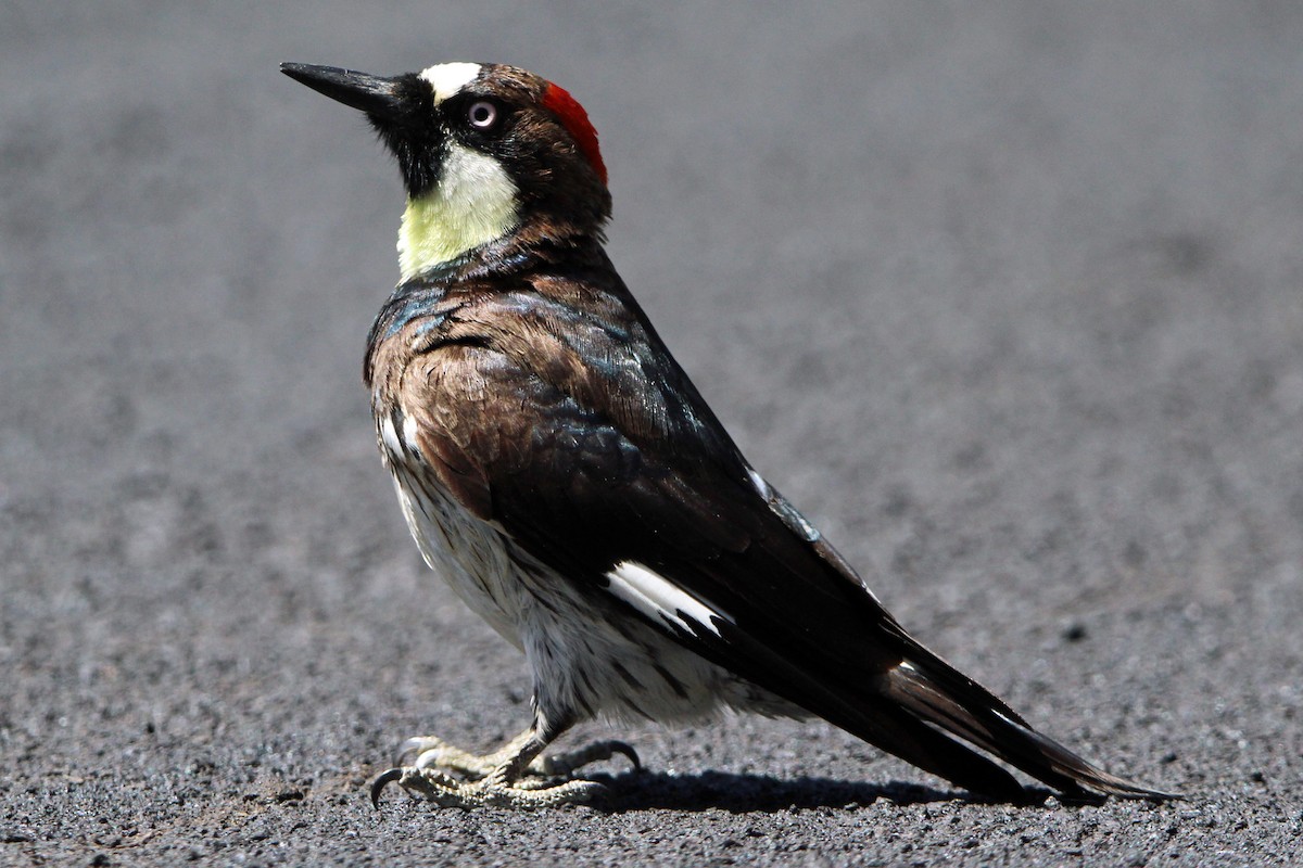 Acorn Woodpecker - Jay Rasmussen