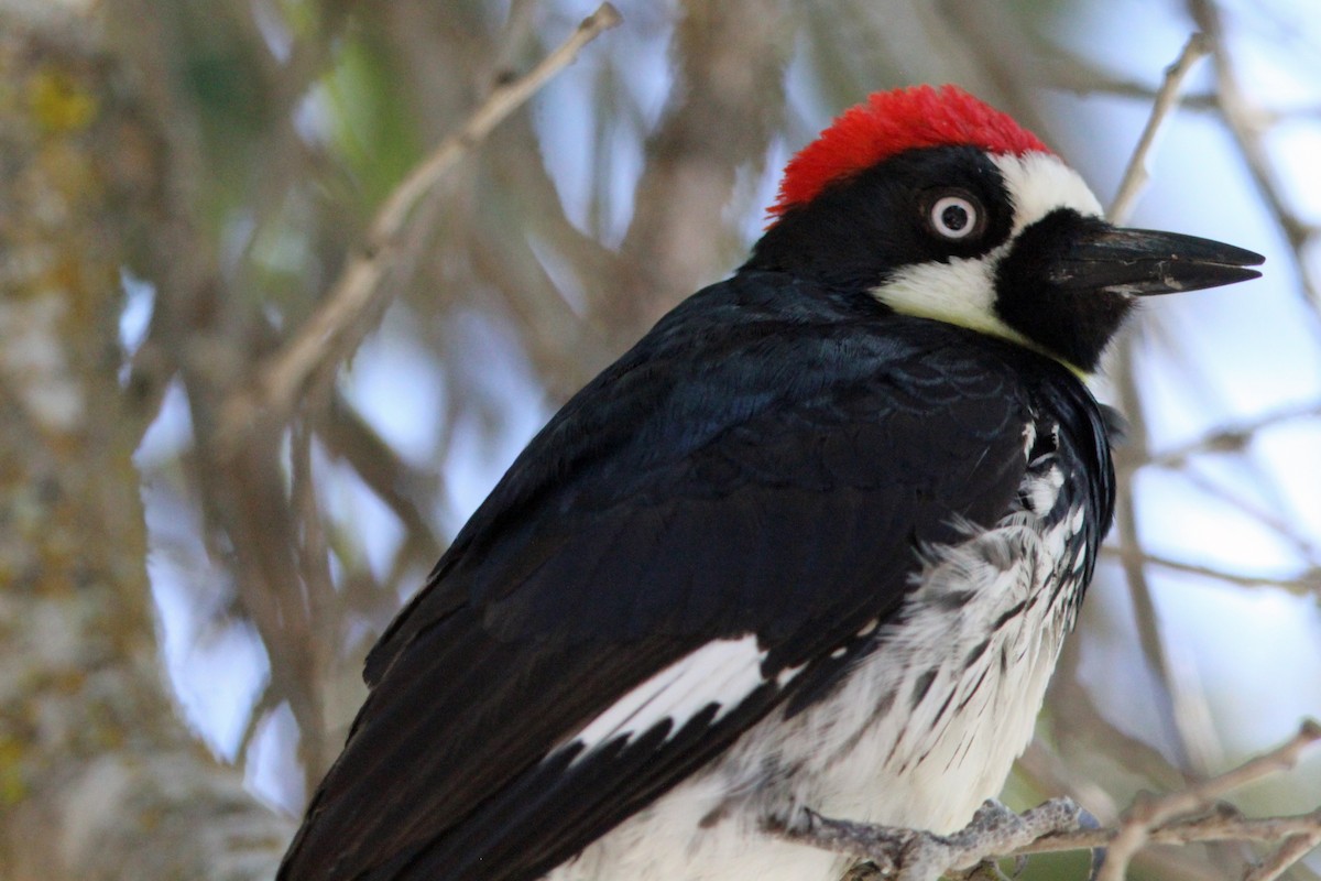 Acorn Woodpecker - Jay Rasmussen