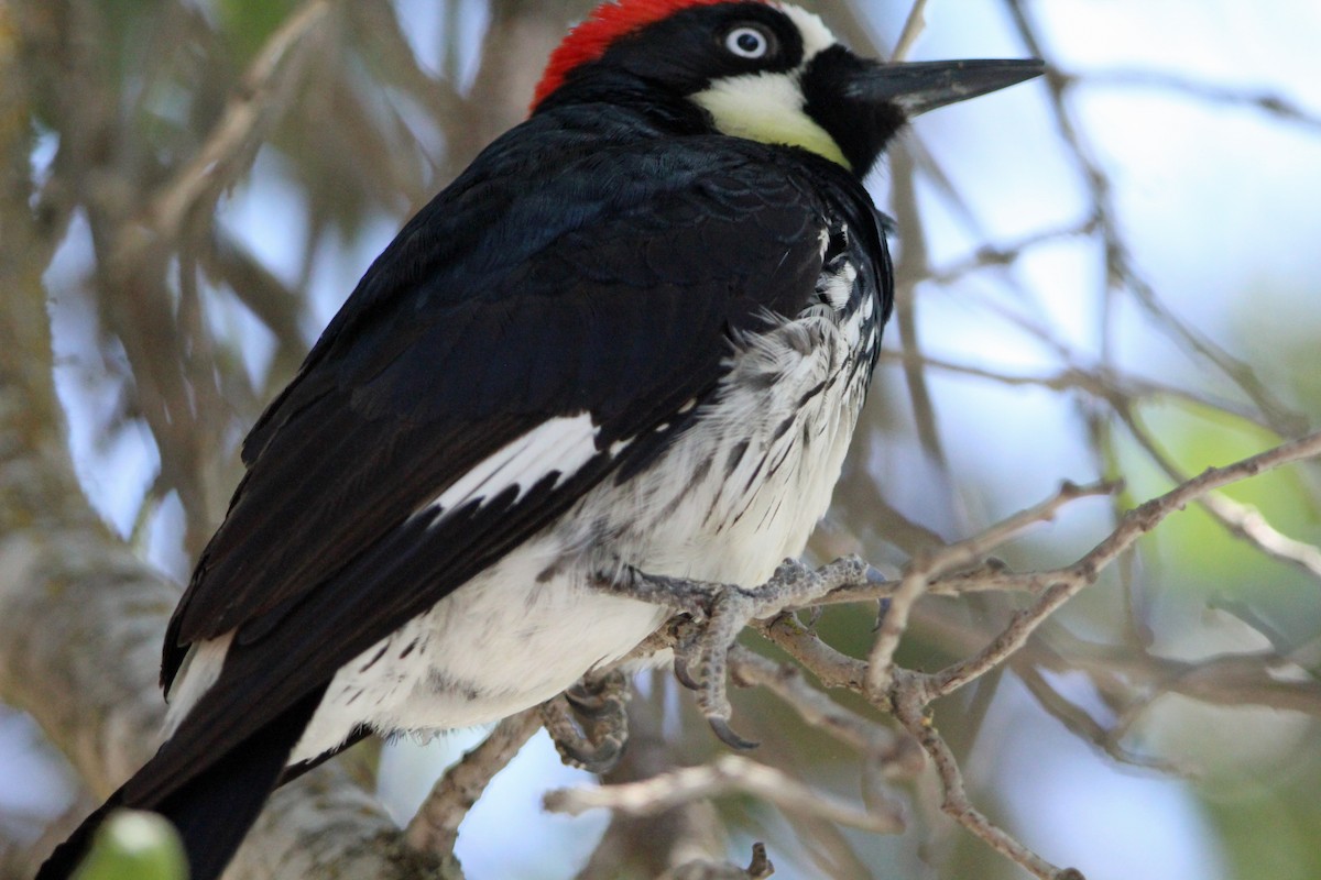 Acorn Woodpecker - Jay Rasmussen