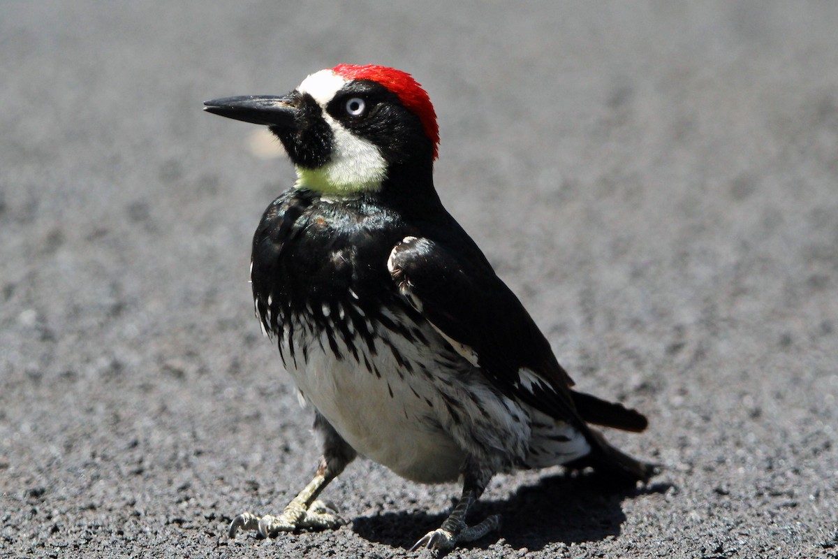 Acorn Woodpecker - Jay Rasmussen