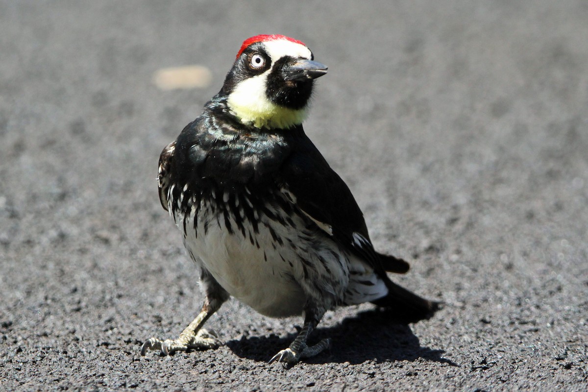 Acorn Woodpecker - Jay Rasmussen