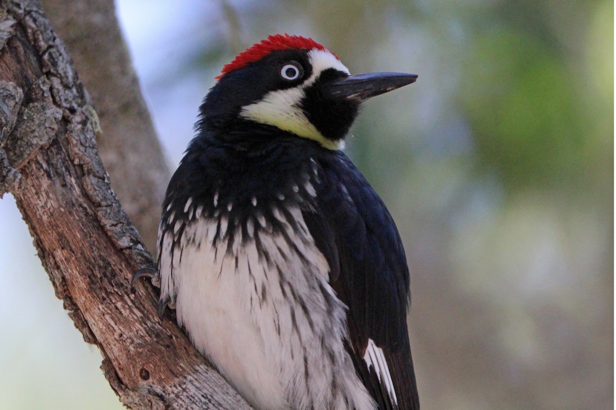 Acorn Woodpecker - ML619621056