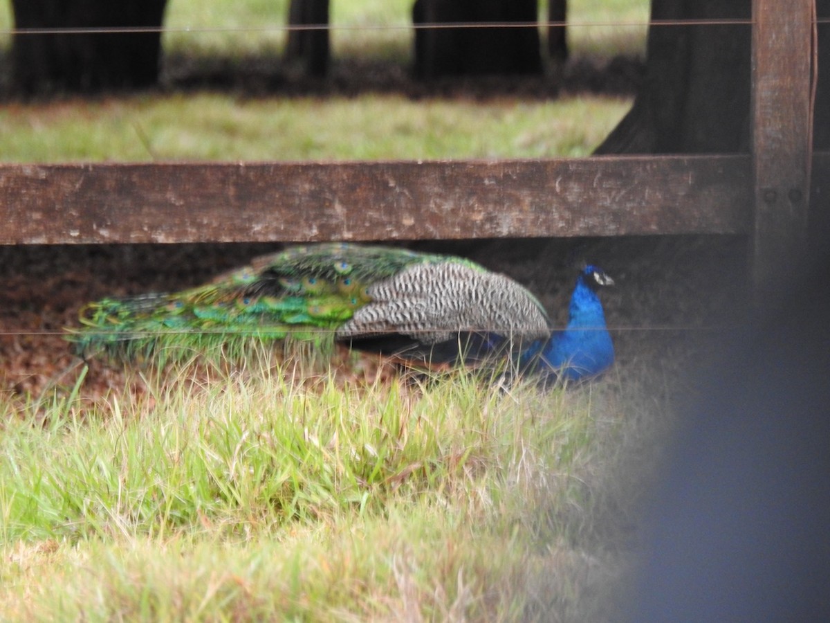 Indian Peafowl (Domestic type) - Leonardo Bordin