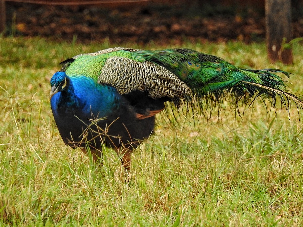 Indian Peafowl (Domestic type) - Leonardo Bordin