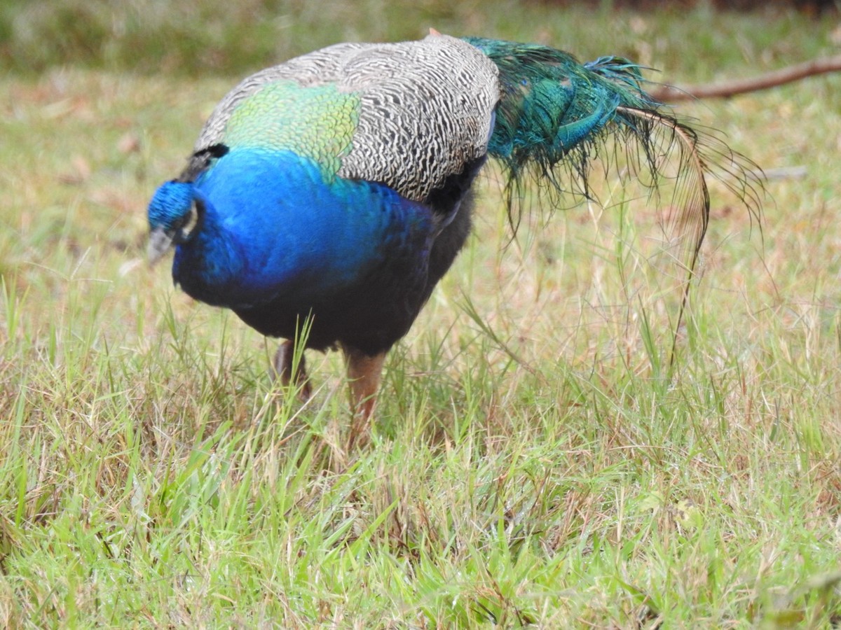 Indian Peafowl (Domestic type) - Leonardo Bordin