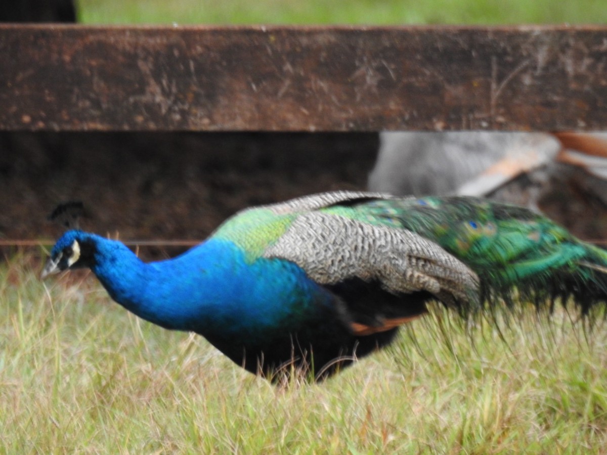 Indian Peafowl (Domestic type) - Leonardo Bordin