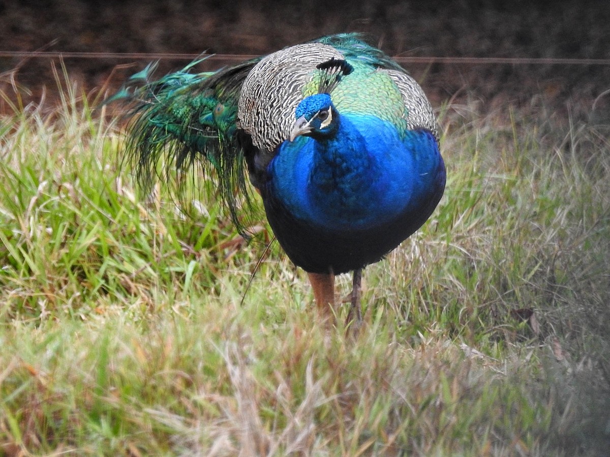 Indian Peafowl (Domestic type) - Leonardo Bordin