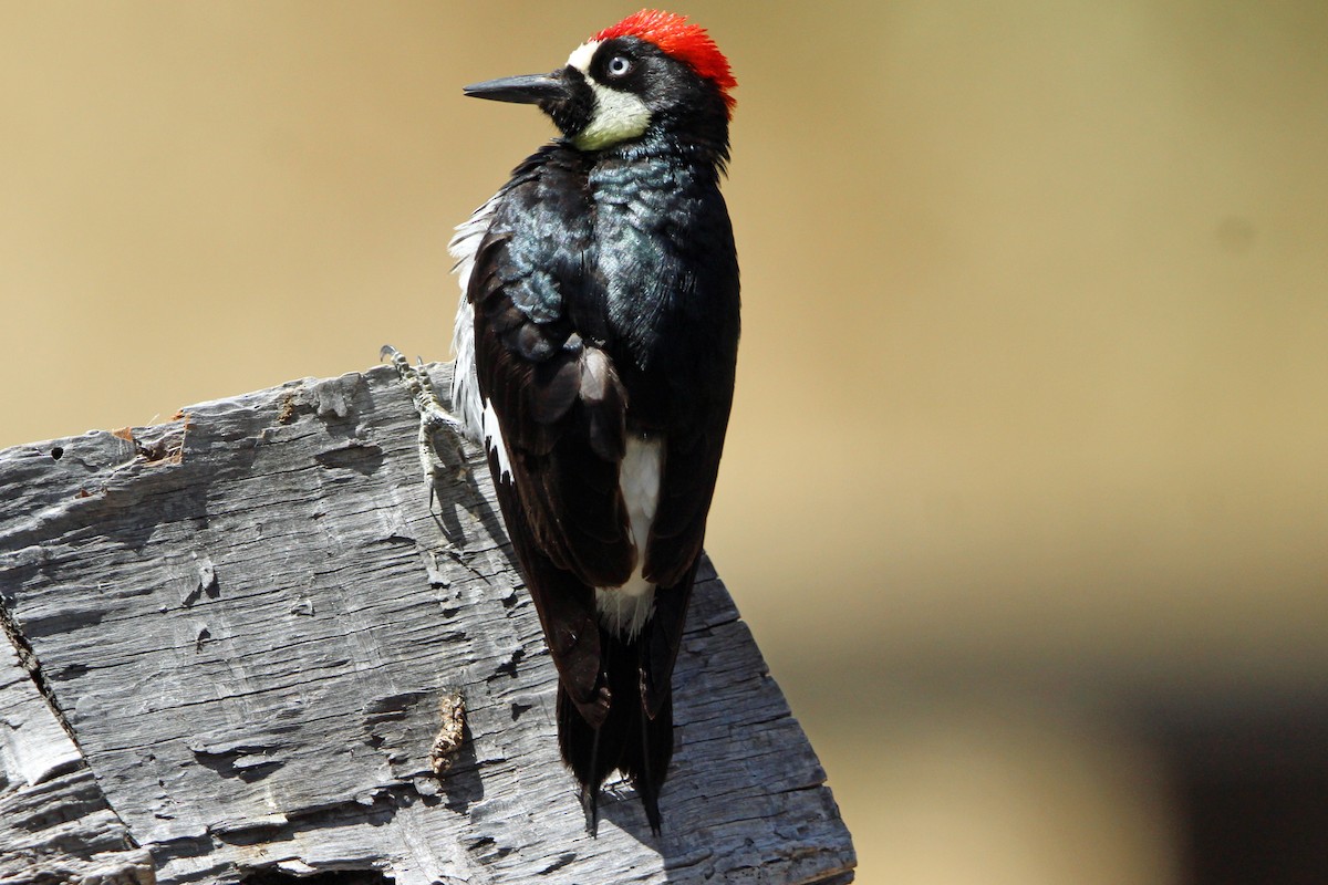 Acorn Woodpecker - Jay Rasmussen