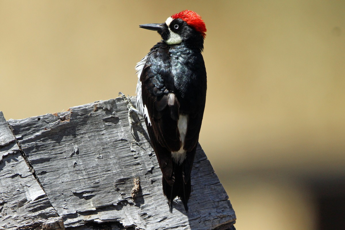 Acorn Woodpecker - Jay Rasmussen