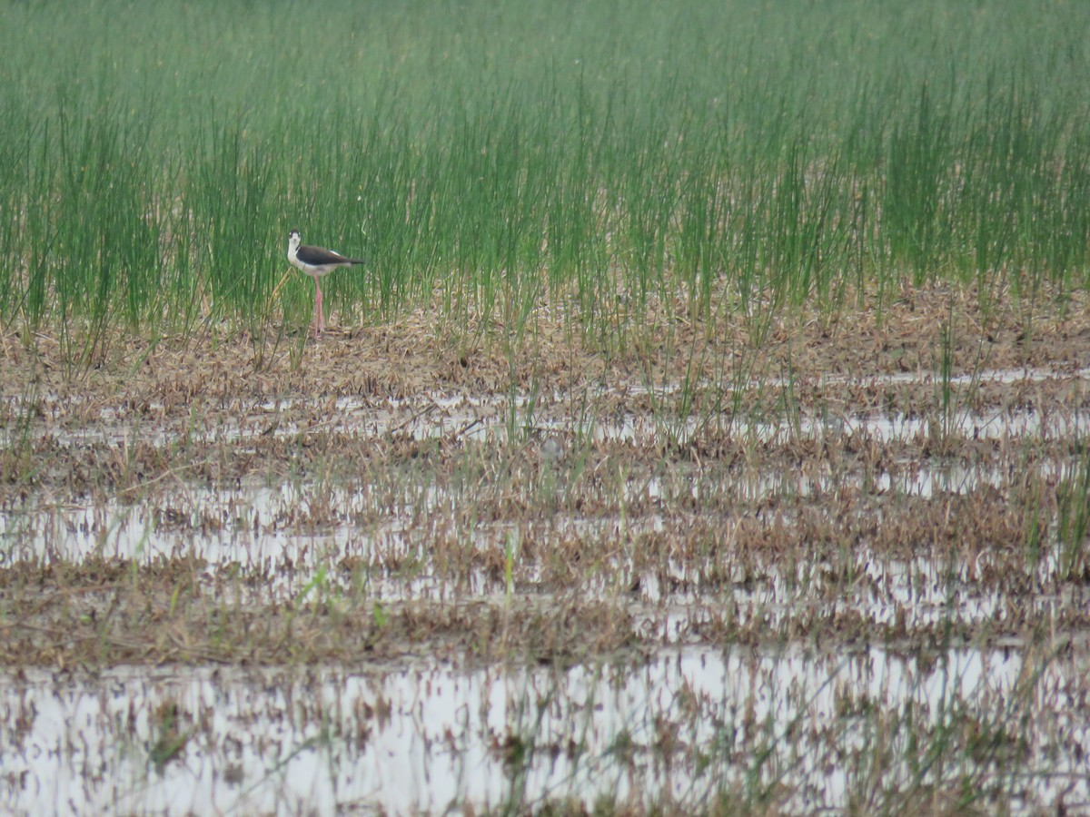 Black-necked Stilt - ML619621067