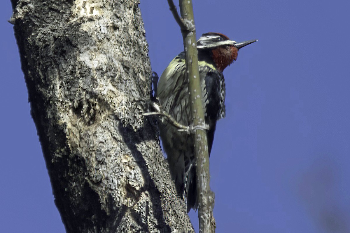 Yellow-bellied Sapsucker - Jim Tonkinson