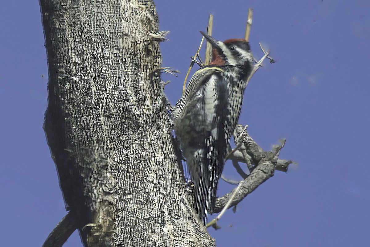 Yellow-bellied Sapsucker - Jim Tonkinson