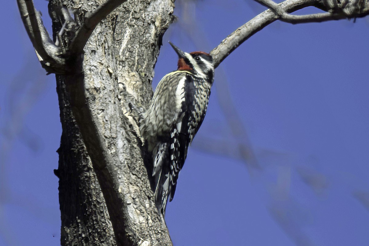 Yellow-bellied Sapsucker - Jim Tonkinson