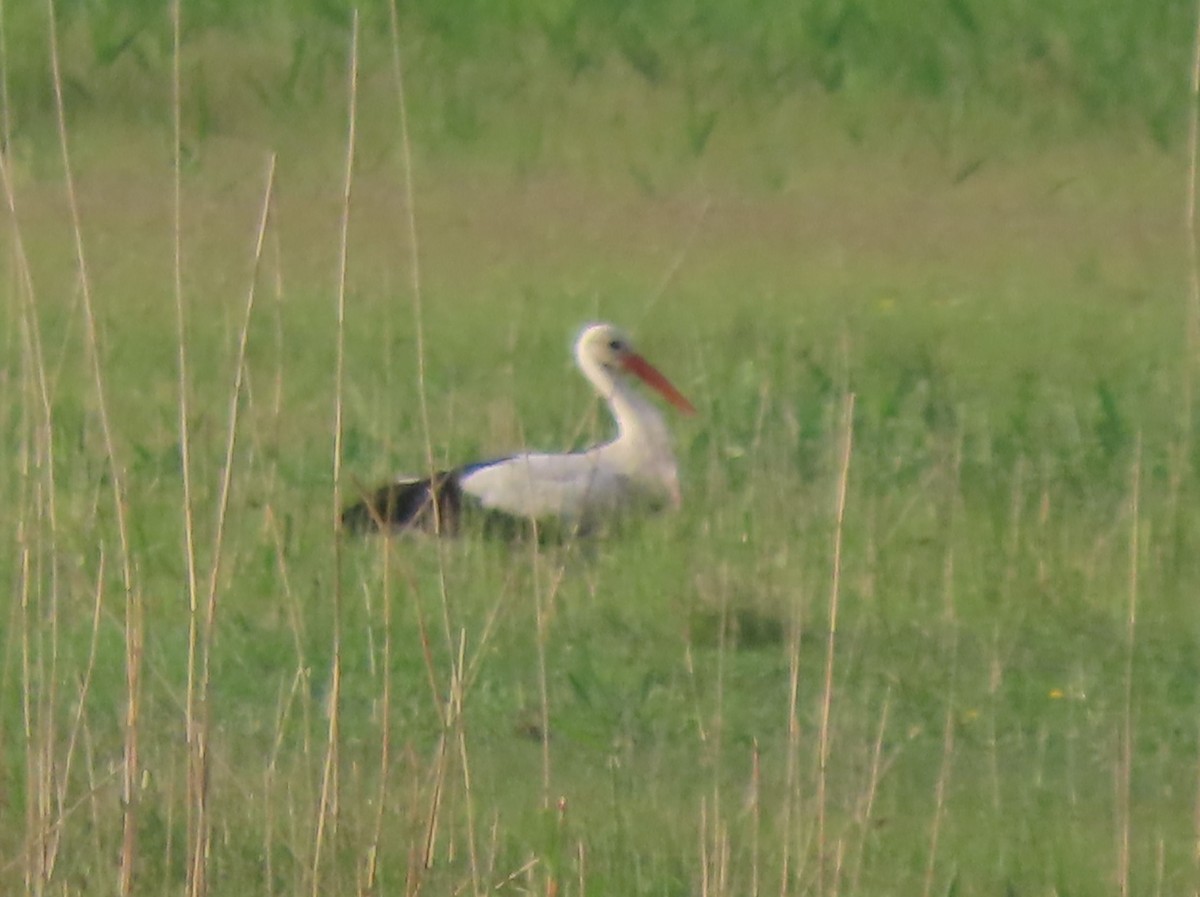 White Stork - Doug Kibbe