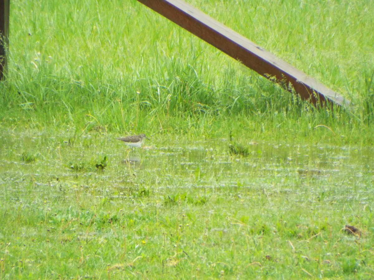 Solitary Sandpiper - Alana Dolezal